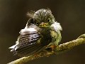 north island tomtit fledgling-09
